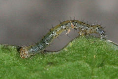 Polymixis xanthomista