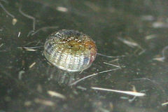 Polymixis xanthomista