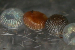 Polymixis xanthomista