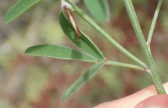 Indigofera candicans