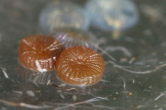 Polymixis xanthomista