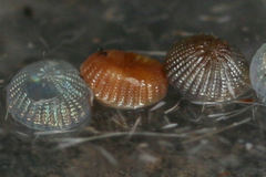 Polymixis xanthomista