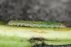 Polymixis xanthomista