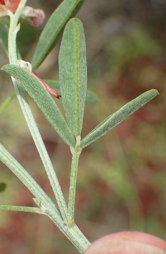 Image of Indigofera candicans by (c) Nicola van Berkel, some rights reserved (CC BY-SA)