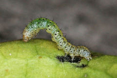 Polymixis xanthomista