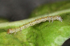 Polymixis xanthomista