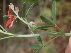 Indigofera candicans