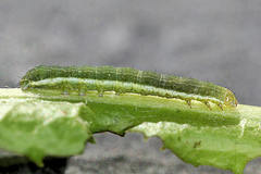 Polymixis xanthomista