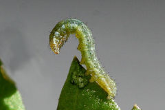 Polymixis xanthomista