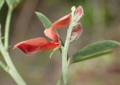 Indigofera candicans