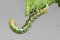 Polymixis xanthomista