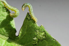 Polymixis xanthomista