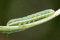 Polymixis xanthomista