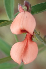 Indigofera candicans