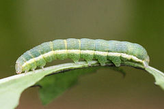 Polymixis xanthomista