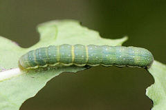 Polymixis xanthomista