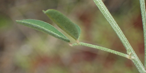 Image of Indigofera candicans by (c) Nicola van Berkel, some rights reserved (CC BY-SA)