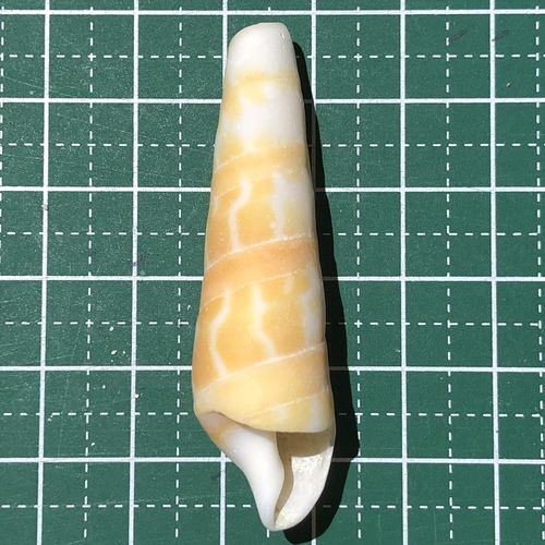 ベニタケ