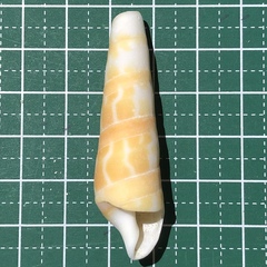 ベニタケ