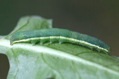 Polymixis xanthomista