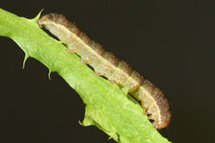 Polymixis xanthomista