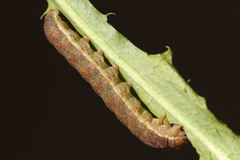 Polymixis xanthomista