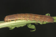 Polymixis xanthomista