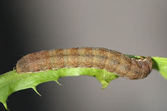 Polymixis xanthomista