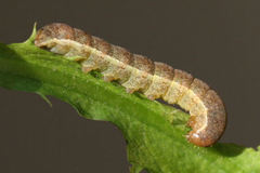 Polymixis xanthomista