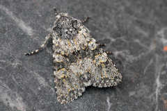 Polymixis xanthomista