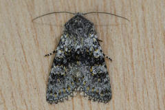 Polymixis xanthomista