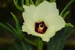 Abelmoschus esculentus