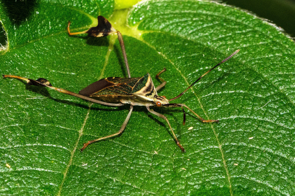 Chondrocera