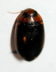 Hydaticus bimarginatus