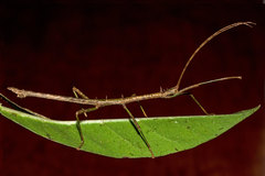 Sigaruphasma armatum