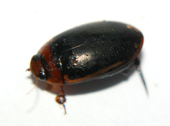Hydaticus bimarginatus