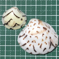 Lioconcha castrensis