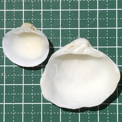 Lioconcha castrensis