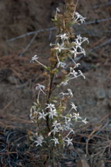 Ipomopsis aggregata candida