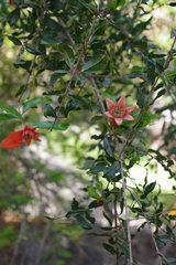 Punica granatum