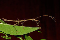 Sigaruphasma armatum