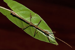 Sigaruphasma armatum