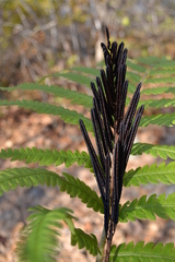 Pentarhizidium orientale