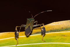 Chondrocera mirabilis