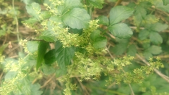 Gynostemma pentaphyllum