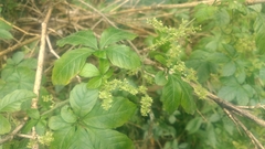 Gynostemma pentaphyllum