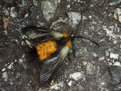 Pryeria sinica