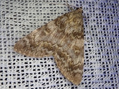 Catocala connexa