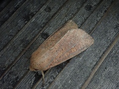 Mythimna pallidicosta