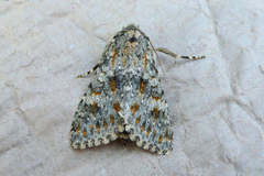 Polymixis rufocincta